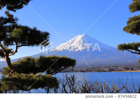 Fuji and pine 87456622