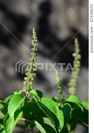 The tree basil plant has many names depending upon where it is grown. Among them are African basil, shrubby basil, Vana Tulsi The tree basil plant has many names depending upon where it is grown. Among them are African basil, shrubby basil, Vana Tulsi 87456629