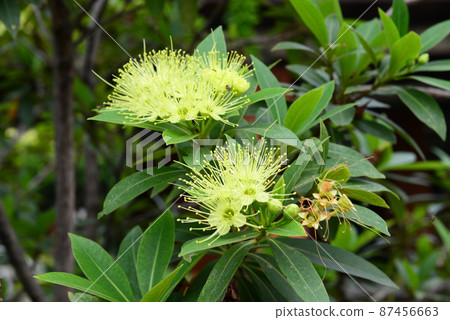 Golden penda Xanthostemon chrysanthus is a fabulous rainforest tree that thrives in sub-tropical and warm temperate conditions 87456663