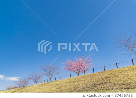 Kawazu櫻花盛開在堤防上 87456788