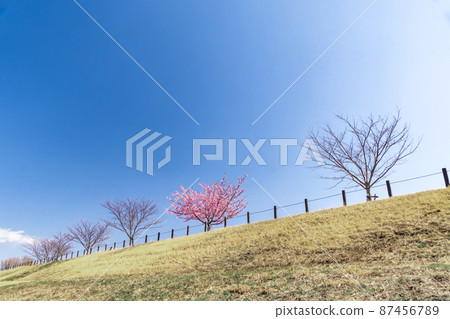 Kawazu櫻花盛開在堤防上 87456789