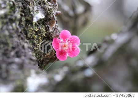 Red plum blossoms (Tamamitsu) blooming in Omiya Daini Park, Saitama City, Saitama Prefecture, Japan 87456863