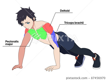 做俯臥撑的男性和肌肉的名稱（彩色編碼，英文） 87456970
