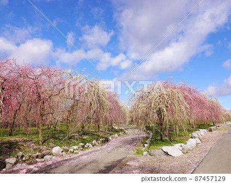 Weeping plum blossom road scenery Weeping plum blossom road scenery 87457129