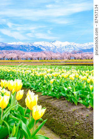Asahi Funakawa (Spring) Asahi Funakawa (Spring) 87457134