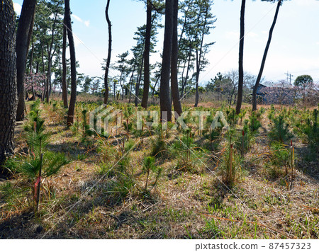 Black pine saplings planted in the Shirako-cho coastal protection forest restoration project 87457323