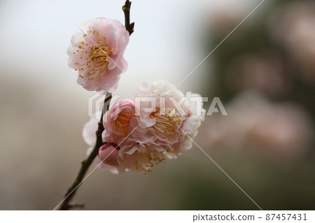 Light pink plum blossoms (Hanakami) blooming in Omiya Daini Park, Saitama City, Saitama Prefecture, Japan Light pink plum blossoms (Hanakami) blooming in Omiya Daini Park, Saitama City, Saitama Prefecture, Japan 87457431