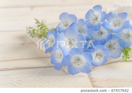 Nemophila flowers just picked from the garden 87457682