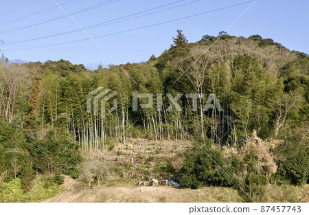 Partial logging of mountain trees (distant view) 87457743