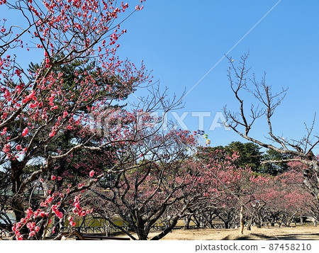 藍天映襯下盛開的梅林【南公園葵梅林/愛知縣岡崎市】 87458210