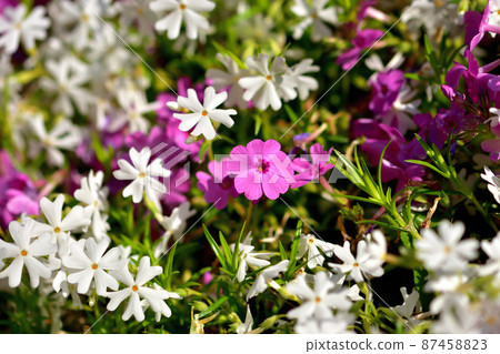 Primula Primula 87458823