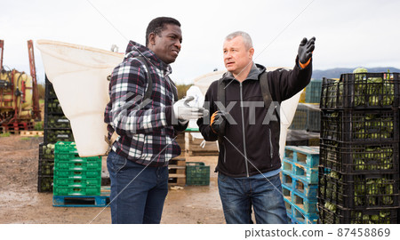Portrait of two harvestmen with special baskets on their backs talking while preparing for harvesting artichokes on farm plantation 87458869