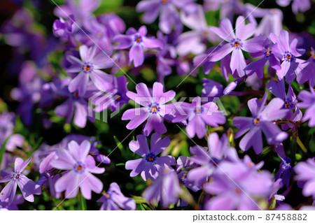 Primula Primula 87458882