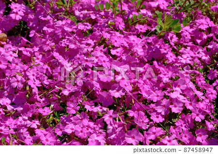 Primula Primula 87458947