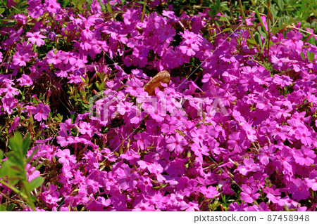 Primula Primula 87458948