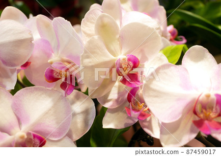 Potted Phalaenopsis orchid in full bloom Potted Phalaenopsis orchid in full bloom 87459017