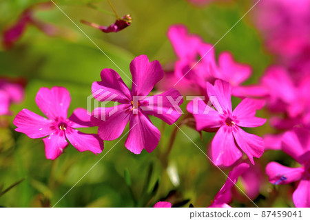 Primula Primula 87459041