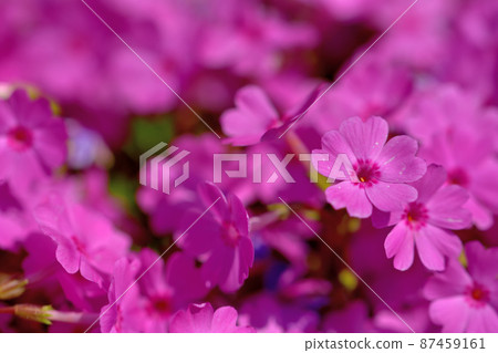 Primula Primula 87459161