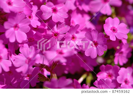 Primula 87459162