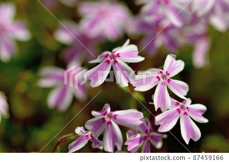 Primula Primula 87459166