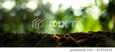 Growth Trees concept Coffee bean seedlings nature background Growth Trees concept Coffee bean seedlings nature background 87459316