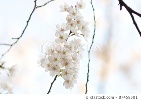 逆著太陽的白櫻花 87459591