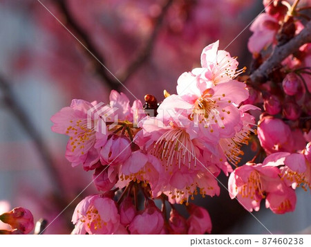 透過樹木透出陽光的茶花冷櫻花（陽光下沿河的雪裂櫻花） 87460238