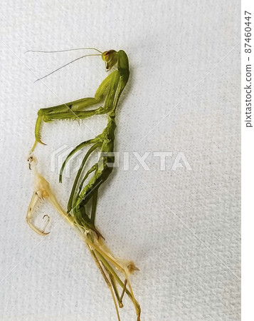 Mantis carcass Mantis carcass 87460447