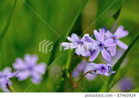 Primula Primula 87460924