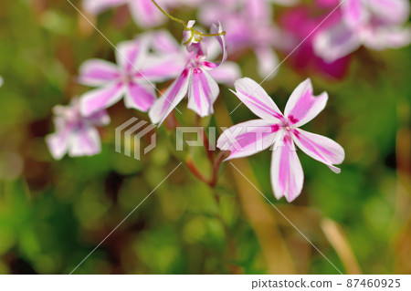 Primula Primula 87460925
