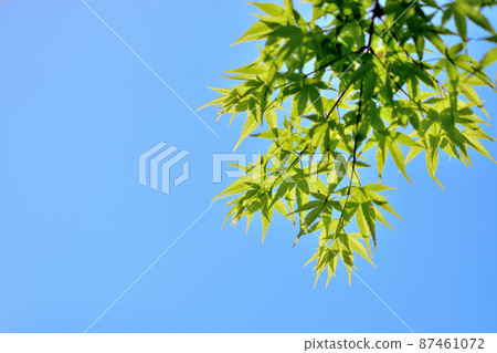 Momiji's young leaves Momiji's young leaves 87461072