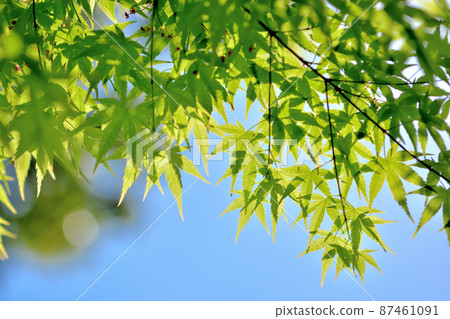 Momiji's young leaves Momiji's young leaves 87461091