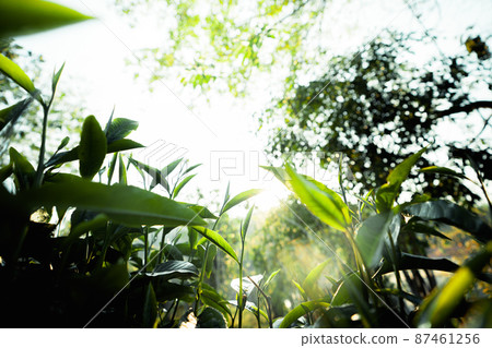 green tea leaves in nature evening light green tea leaves in nature evening light 87461256