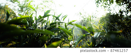 green tea leaves in nature evening light green tea leaves in nature evening light 87461257