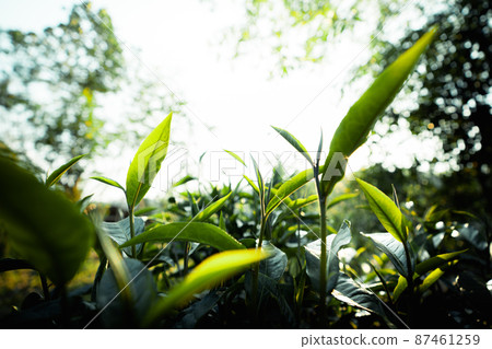 green tea leaves in nature evening light green tea leaves in nature evening light 87461259