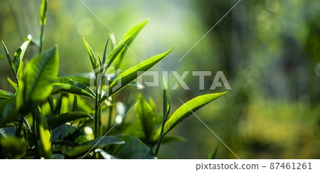 green tea leaves in nature evening light green tea leaves in nature evening light 87461261