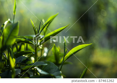 green tea leaves in nature evening light 87461262