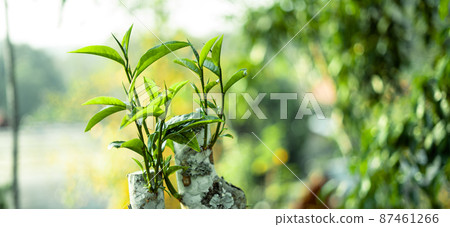 green tea leaves in nature evening light green tea leaves in nature evening light 87461266