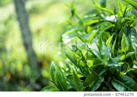 green tea leaves in nature evening light green tea leaves in nature evening light 87461270