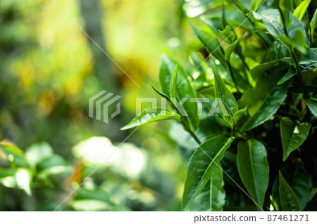 green tea leaves in nature evening light green tea leaves in nature evening light 87461271