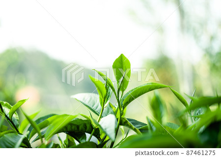 green tea leaves in nature evening light green tea leaves in nature evening light 87461275
