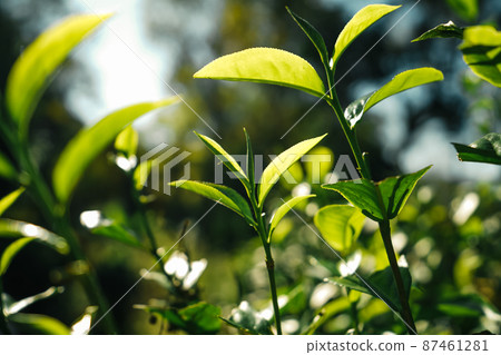 green tea leaves in nature evening light 87461281