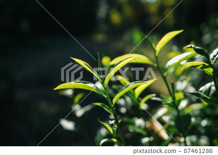 green tea leaves in nature evening light green tea leaves in nature evening light 87461286