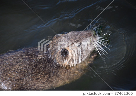 Park landscape Park landscape 87461360