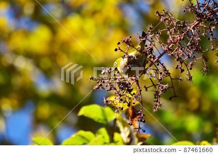 白眼和藍天吃龍牙 87461660