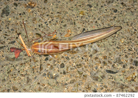 I caught a striped eel catfish with poisonous burrs I caught a striped eel catfish with poisonous burrs 87462292