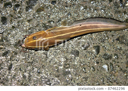 I caught a striped eel catfish with poisonous burrs I caught a striped eel catfish with poisonous burrs 87462296