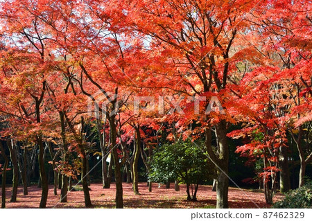 Autumn leaves of Momiji (Autumn of Kitanomaru Park) Autumn leaves of Momiji (Autumn of Kitanomaru Park) 87462329