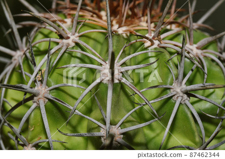 Close up of cactus torn, Melocactus curvispinus, Cactus is desert plant and popular houseplant. Close up of cactus torn, Melocactus curvispinus, Cactus is desert plant and popular houseplant. 87462344