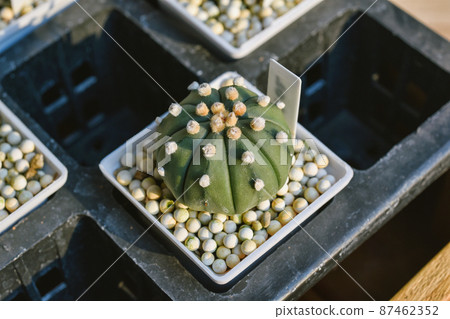 Cactus, Astrophytum asterias, Cactus is desert plant and popular indoor houseplant. 87462352